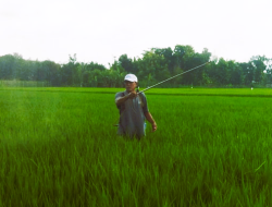 Perlindungan Dan Pemberdayaan Petani Di Pati Yang Belum Jelas
