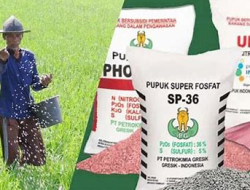 Tingkatkan Produk Pertanian,Karmijan Berharap Stok Pupuk Subsidi Tidak Berkurang