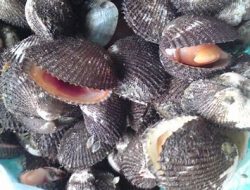 Anggota Dewan Sebut Sektor Kelautan Dan Perikanan Memperkuat Ekonomi Masyarakat Pati