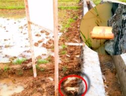 Sempat Viral, Kontraktor Langsung Pasang Papan Informasi, Batang Pisang Dijadikan Material