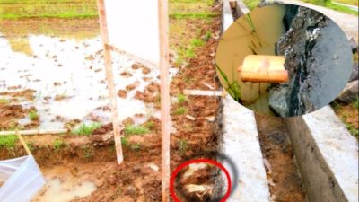 Sempat Viral, Kontraktor Langsung Pasang Papan Informasi, Batang Pisang Dijadikan Material