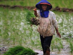 Dewan Pati Dorong Regenerasi Petani di Wilayah Pati Guna Dukung Swasembada Pangan