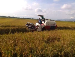 Anggota Dewan Pati Apresiasi untuk Kabupaten Pati Jadi Salah Satu Daerah Lumbung Pangan Terbaik di Jawa Tengah