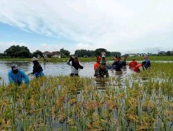 Dewan Pati Komentari tentang Lahan Pertanian Yang Terendam Banjir di Pati