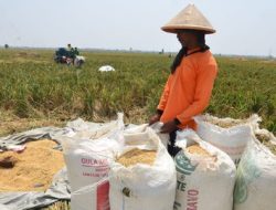 Anggota Dewan Komisi B DPRD Pati Dukung Penetapan Harga Gabah Kering Panen Sebesar Rp.6.500 Per Kilogram