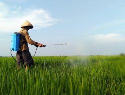 Anggota Dewan Komisi D DPRD Pati Dorong Peningkatan Suplai Pupuk untuk Petani