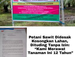 Petani Sawit Didesak Kosongkan Lahan, Dituding Tanpa Izin: “Kami Merawat Tanaman Ini 12 Tahun”