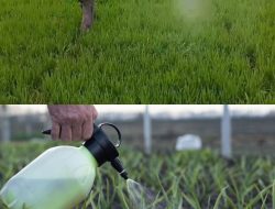 Dewan Pati Dorong Penggunaan Pupuk Biosaka untuk Pertanian