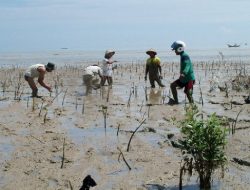 Mukit Apresiasi Program Penanaman Mangrove Untuk Cegah Abrasi Pesisir yang Dilakukan Oleh Pemkab Pati