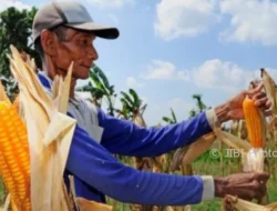 Dewan Pati Soroti Pentingnya Kontribusi Jagung Sebagai Salah Satu Komoditas Strategis.