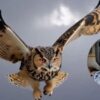 Gunakan Burung Hantu Untuk Tekan Serangan Hama Tikus di Sawah, Mukit Dorong Petani