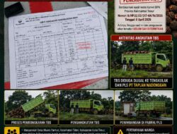 Belum Terbit HGU, PT EMAS Diduga Jual TBS ke Tengkulak dan PLS PT Tapian Nadenggan