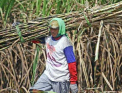Dewan Pati Dorong PG Trangkil Untuk Lakukan Inovasi dan Revitalisasi Untuk Menstabilkan Harga Gula