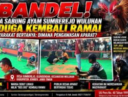 Bandel! Arena Sabung Ayam Sumberejo Wuluhan Diduga Kembali Ramai, Kapolsek Wuluhan: “Nanti Kami Cek”